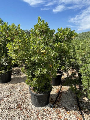 ARBUTUS UNEDO