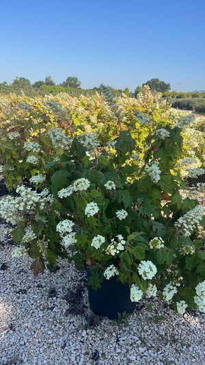 HYDRANGEA QUERCIFOLIA SNOW QUEEN