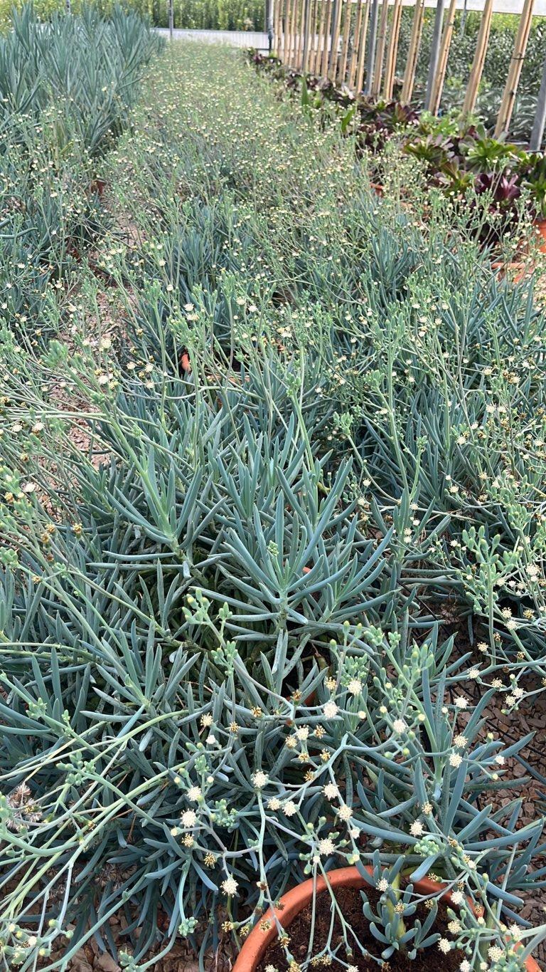 SENECIO MANDRALISCAE
