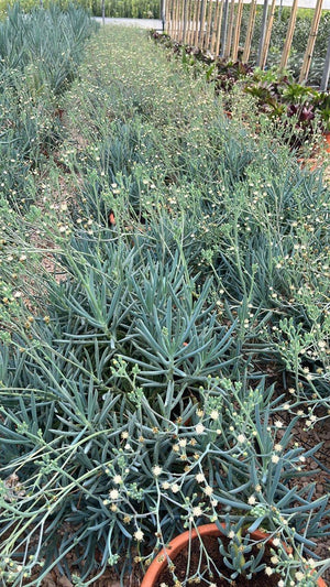 SENECIO MANDRALISCAE