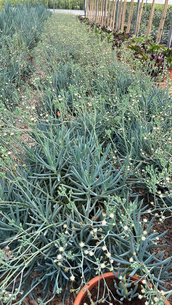 SENECIO MANDRALISCAE