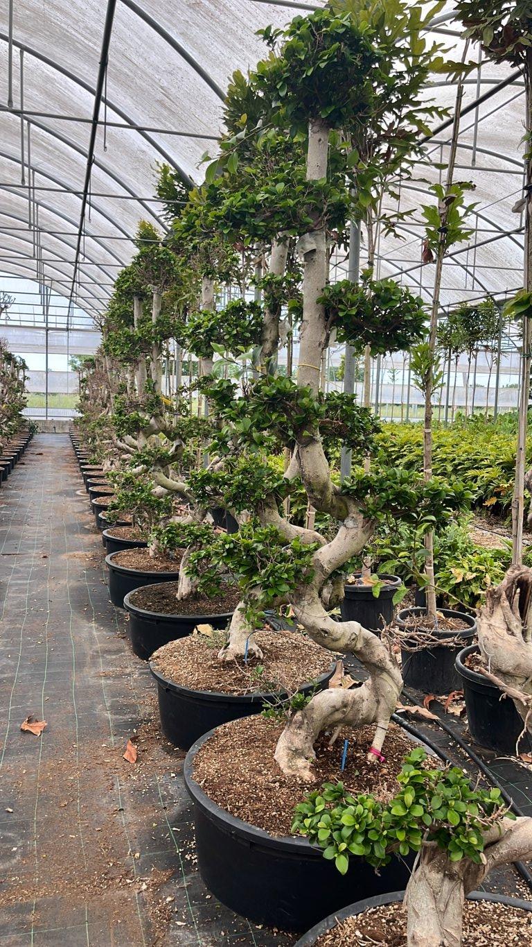 FICUS S. MICROCARPA