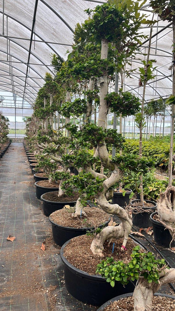 FICUS S. MICROCARPA