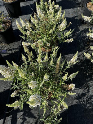 BUDDLEJA BUZZ IVORY