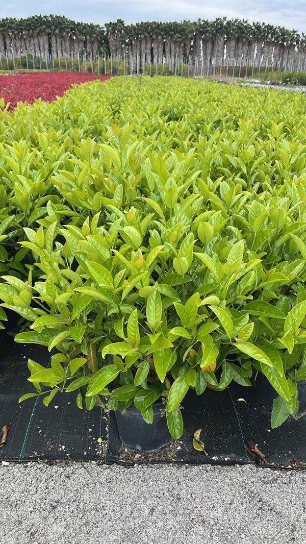 VIBURNUM LUCIDUM