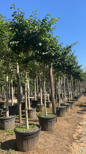 PRUNUS F.C SERRULATA KANZAN
