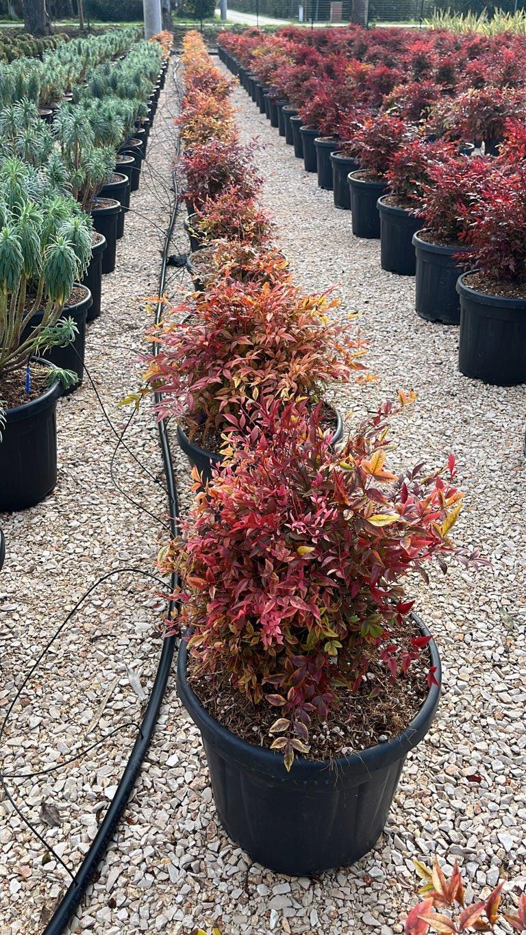 NANDINA DOMESTICA GULF STREAM