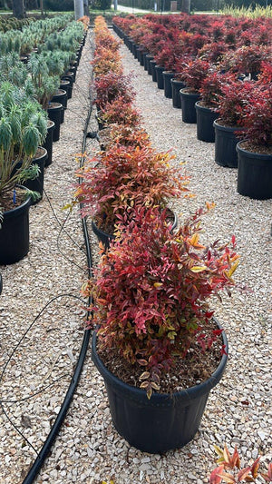 NANDINA DOMESTICA GULF STREAM