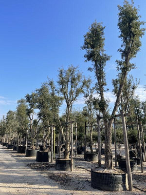 QUERCUS S. SUBER