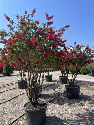 CALLISTEMON CITRINUS SPLENDENS
