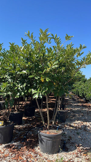 PRUNUS S. LAUROCERASUS