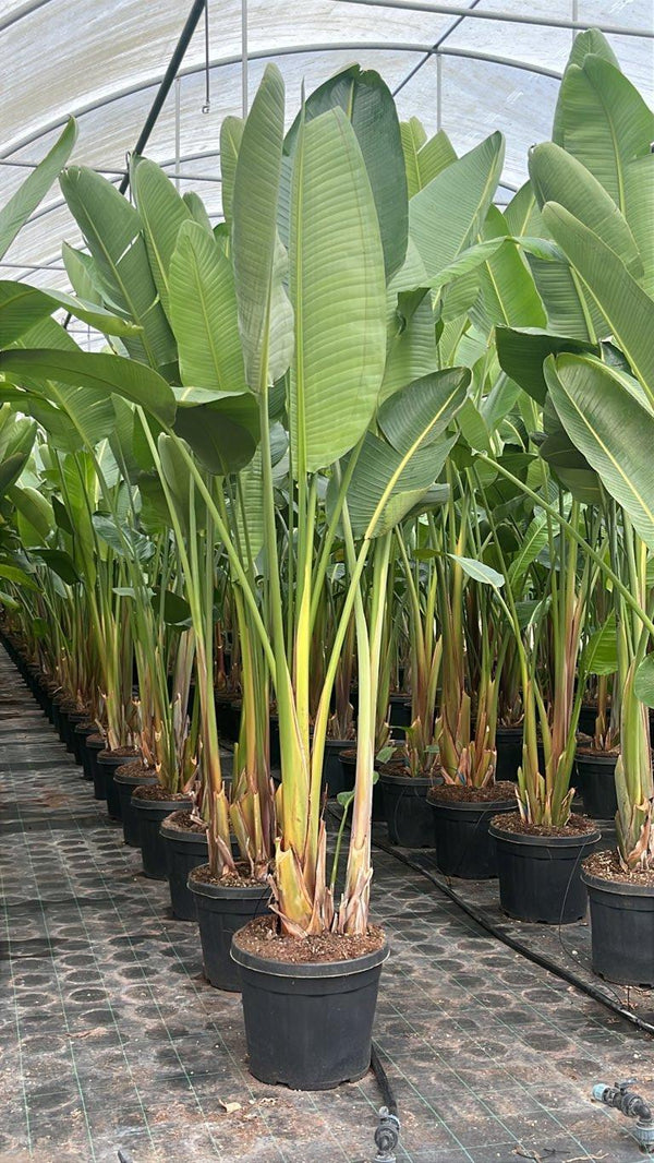 STRELITZIA NICOLAI