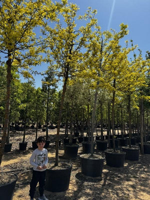 GLEDITSIA TRIACANTHOS SUNBURST