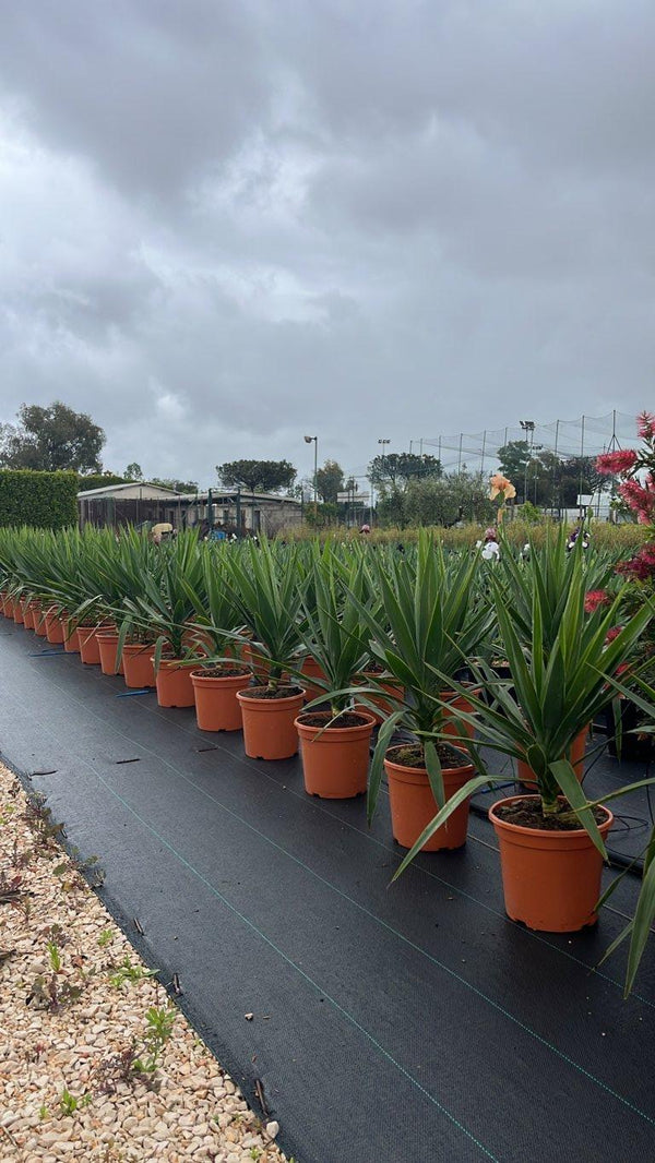 YUCCA ELEPHANTIPES