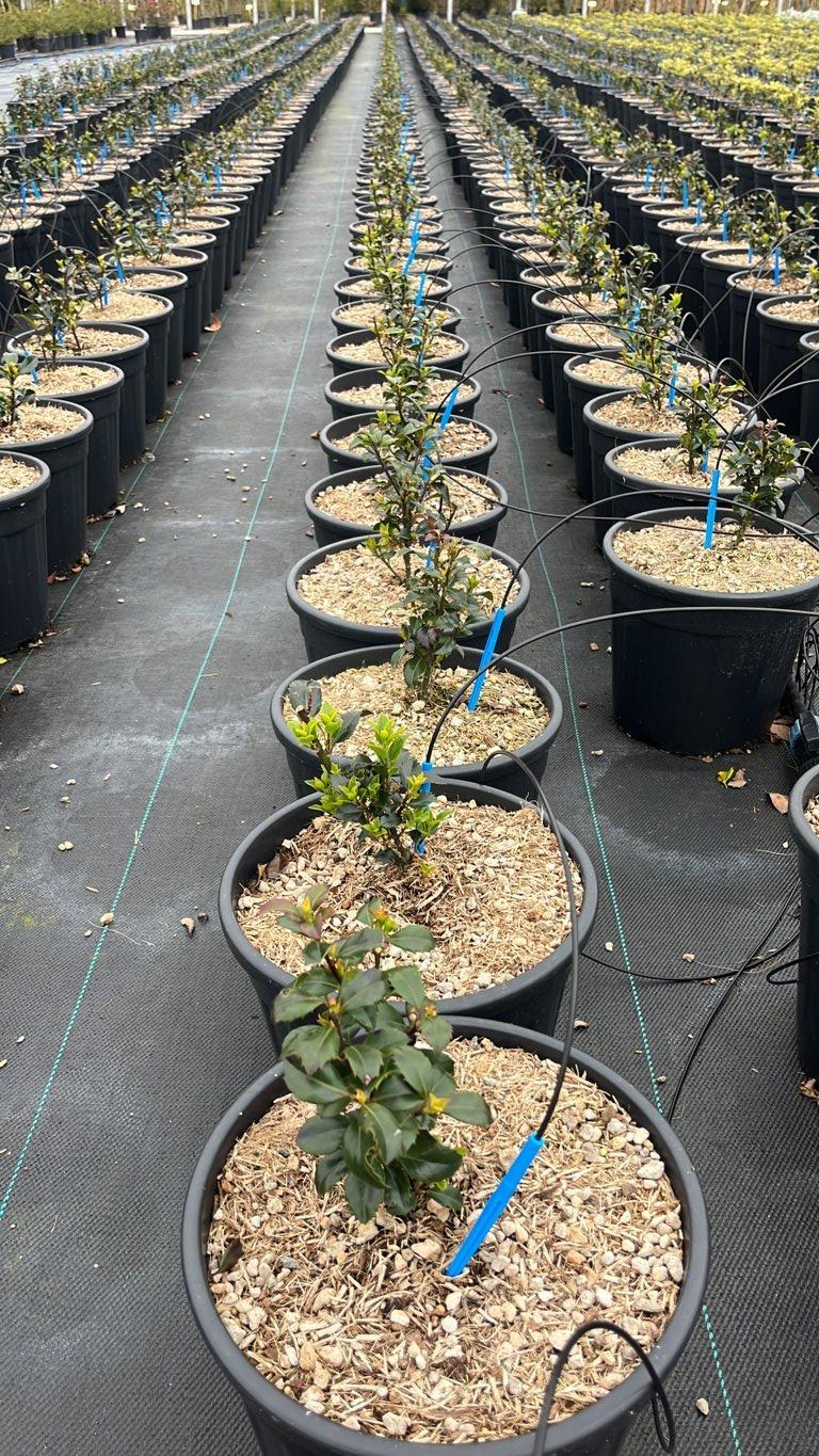 ILEX X MESERVEAE HECKENSTAR