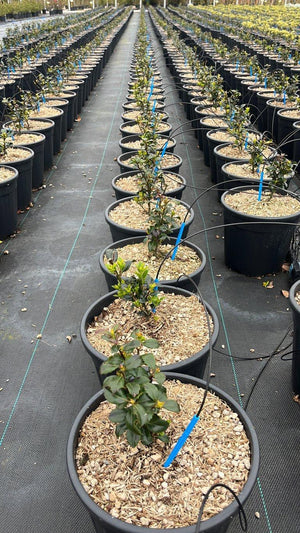 ILEX X MESERVEAE HECKENSTAR