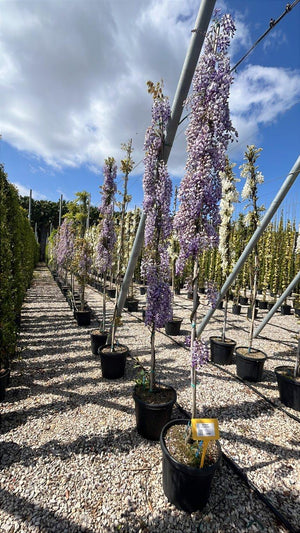 WISTERIA FLORIBUNDA