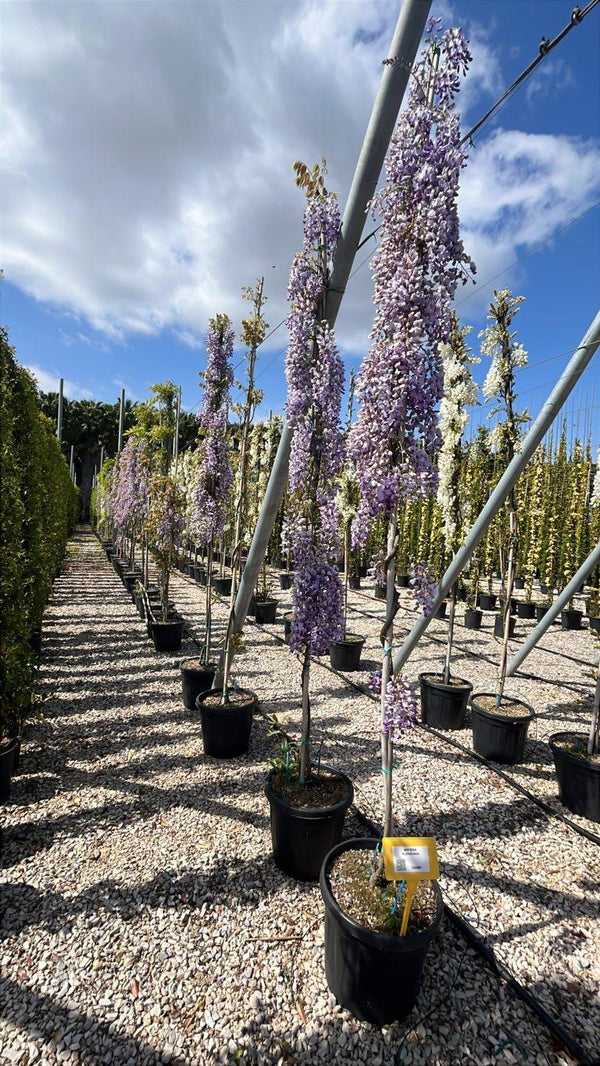 WISTERIA FLORIBUNDA