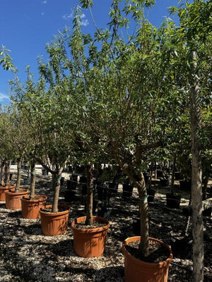 PRUNUS F. DULCIS