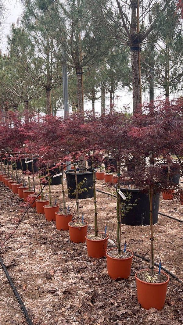 ACER DISSECTUM EVER RED