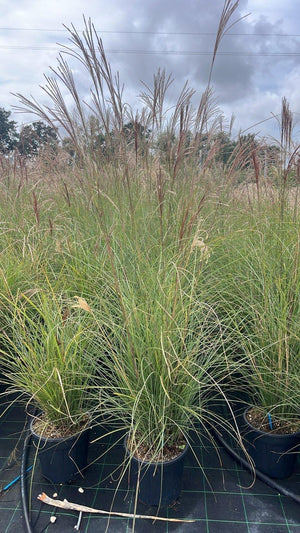 MISCANTHUS SINENSIS GRACILLIMUS