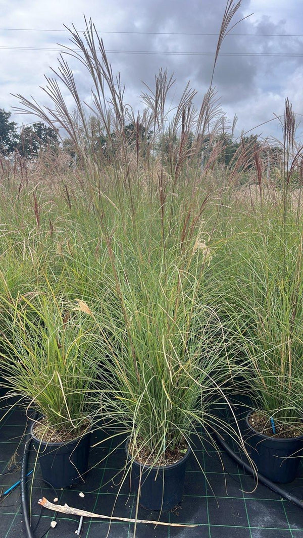 MISCANTHUS SINENSIS GRACILLIMUS