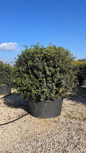 QUERCUS S. ILEX