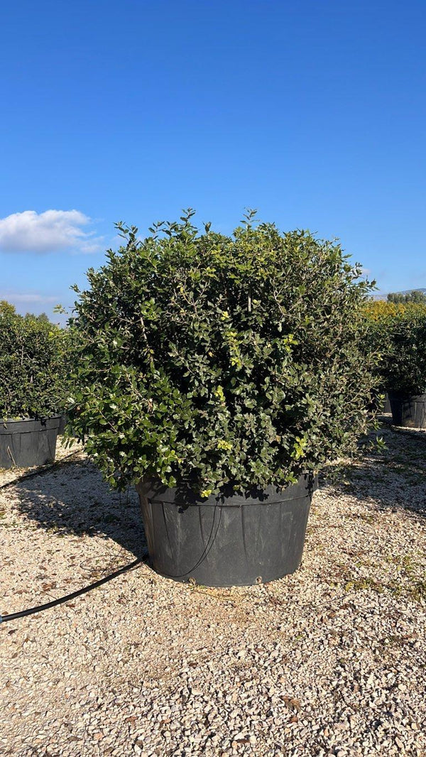 QUERCUS S. ILEX