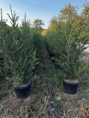 ILEX CRENATA GREEN HEDGE