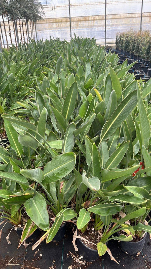 STRELITZIA REGINAE MANDELA S GOLD