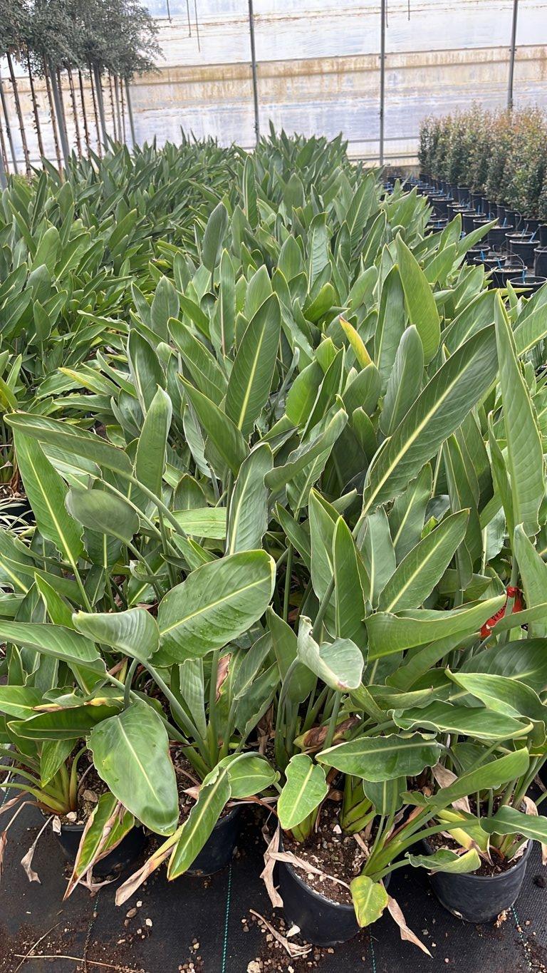 STRELITZIA REGINAE MANDELA S GOLD