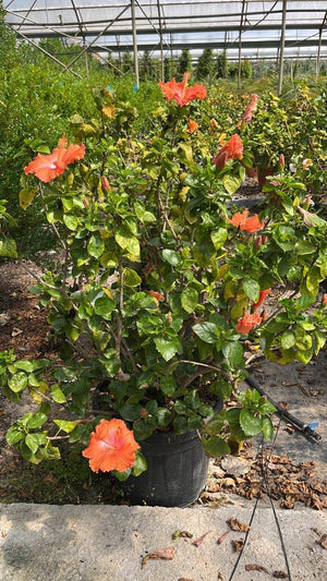 HIBISCUS ROSA SINENSIS