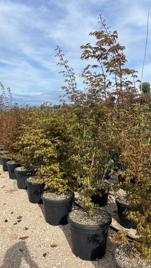 ACER PALMATUM