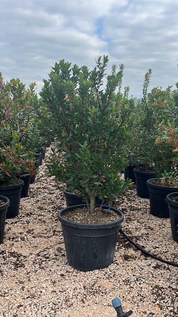 ARBUTUS UNEDO