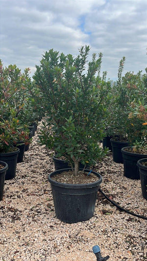 ARBUTUS UNEDO