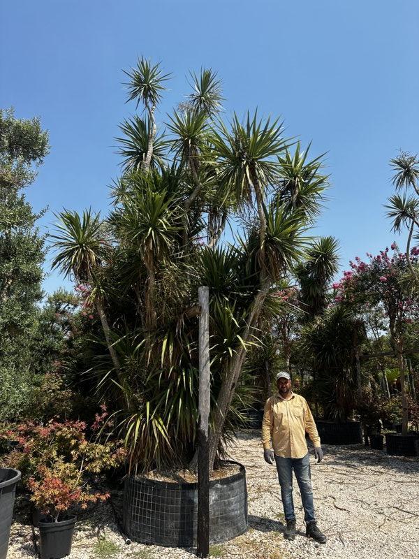 CORDYLINE INDIVISA