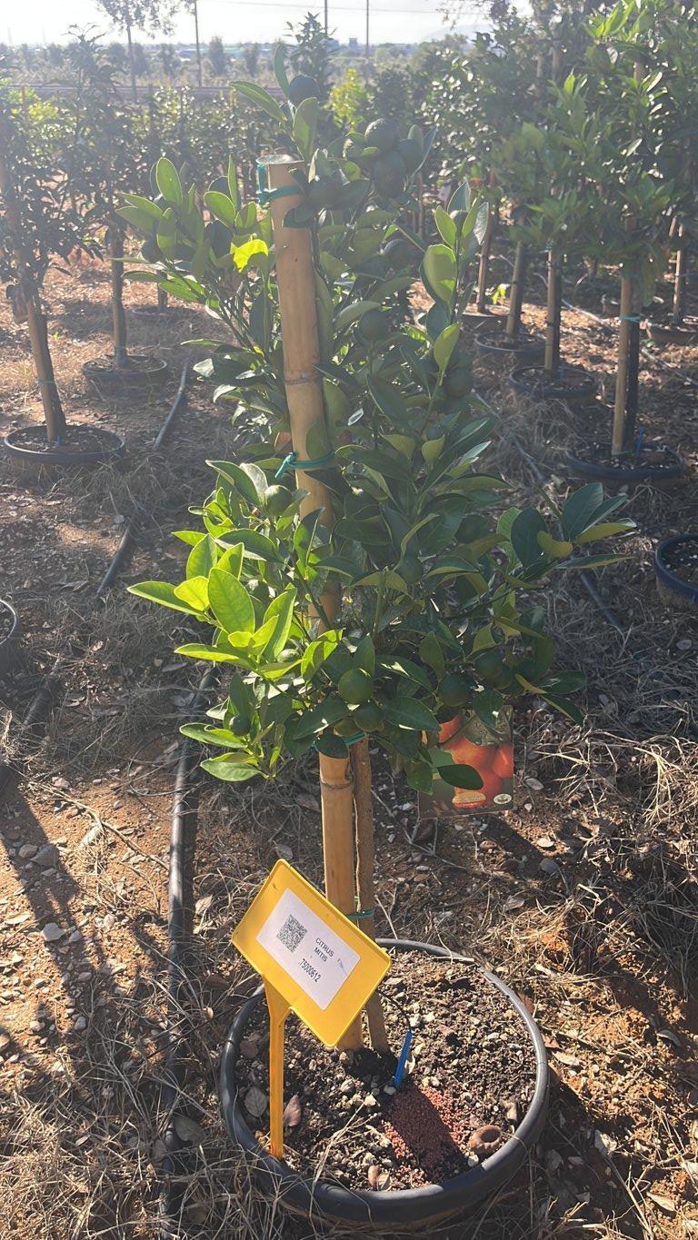 CITRUS MITIS