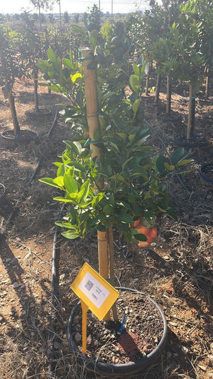 CITRUS MITIS