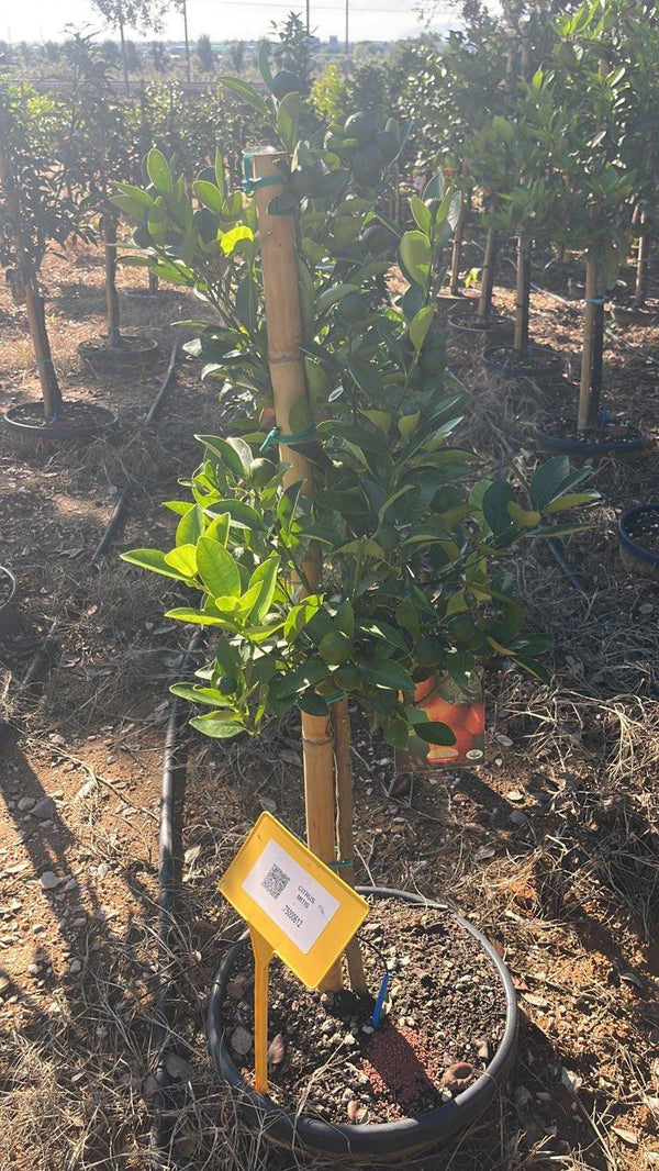 CITRUS MITIS