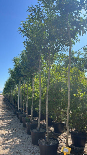 ILEX CASTANEIFOLIA