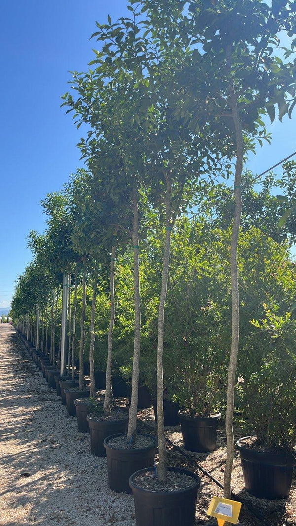ILEX CASTANEIFOLIA