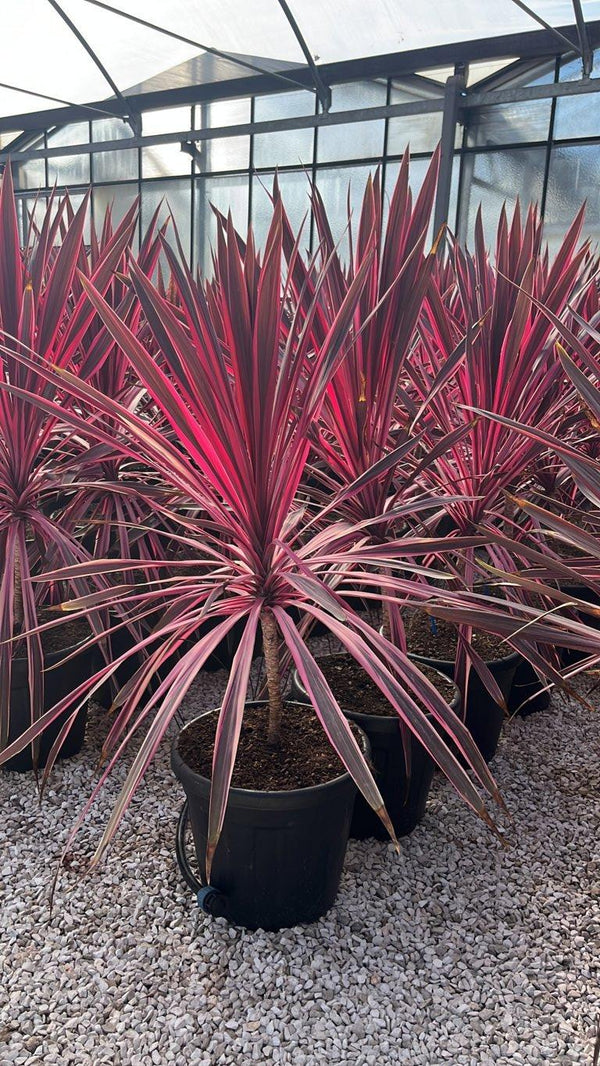 CORDYLINE AUSTRALIS PINK PASSION