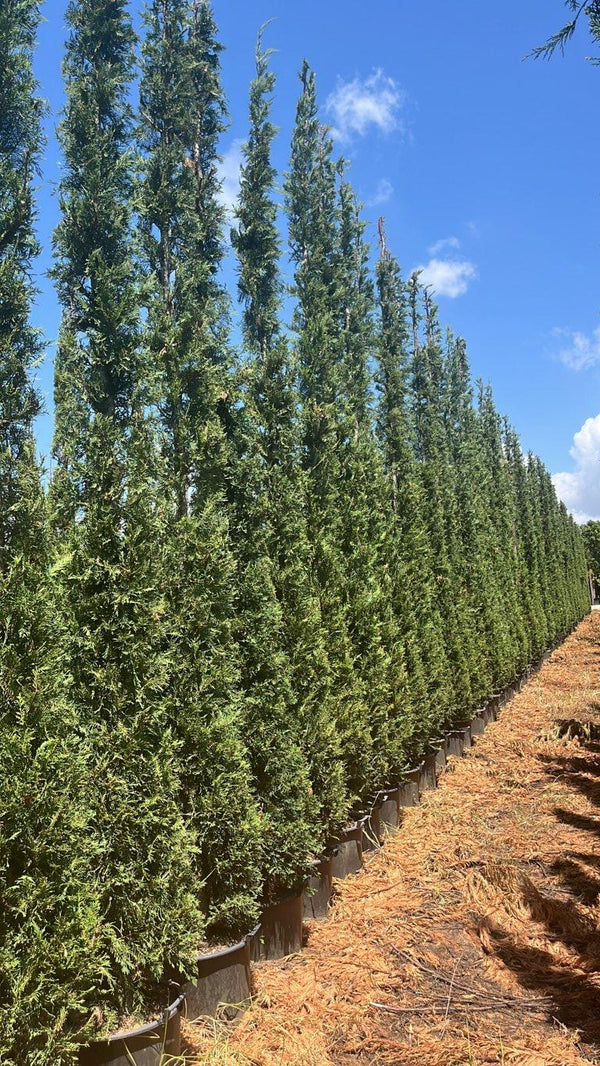 CUPRESSOCYPARIS LEYLANDII