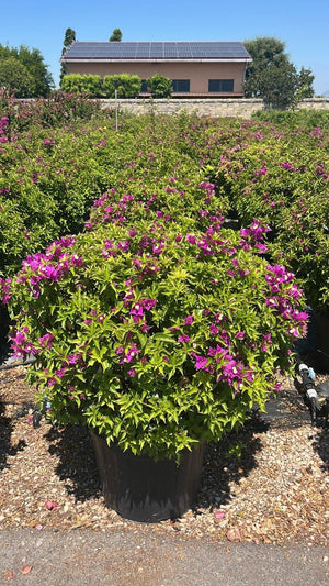 BOUGAINVILLEA SANDERIANA