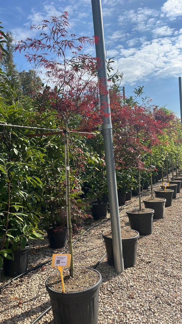 ACER DISSECTUM RED TOWER