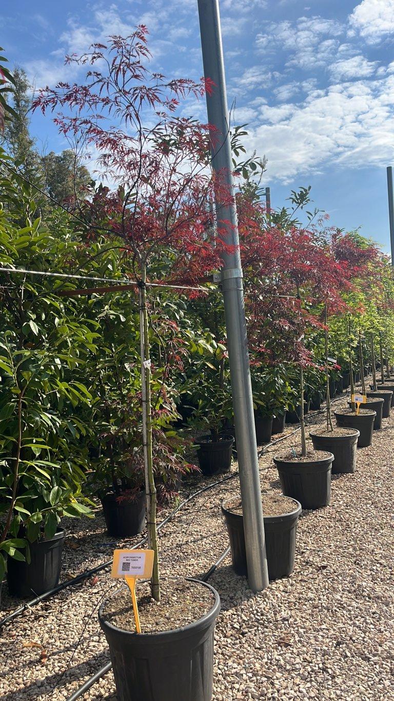 ACER DISSECTUM RED TOWER