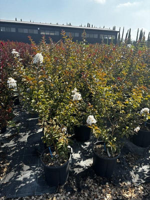LAGERSTROEMIA INDICA ENDURING WHITE