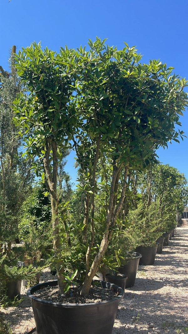 OSMANTHUS ARMATUS
