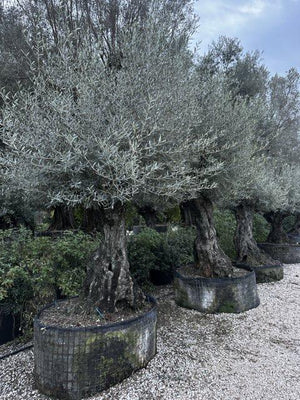 OLEA EUROPEA
