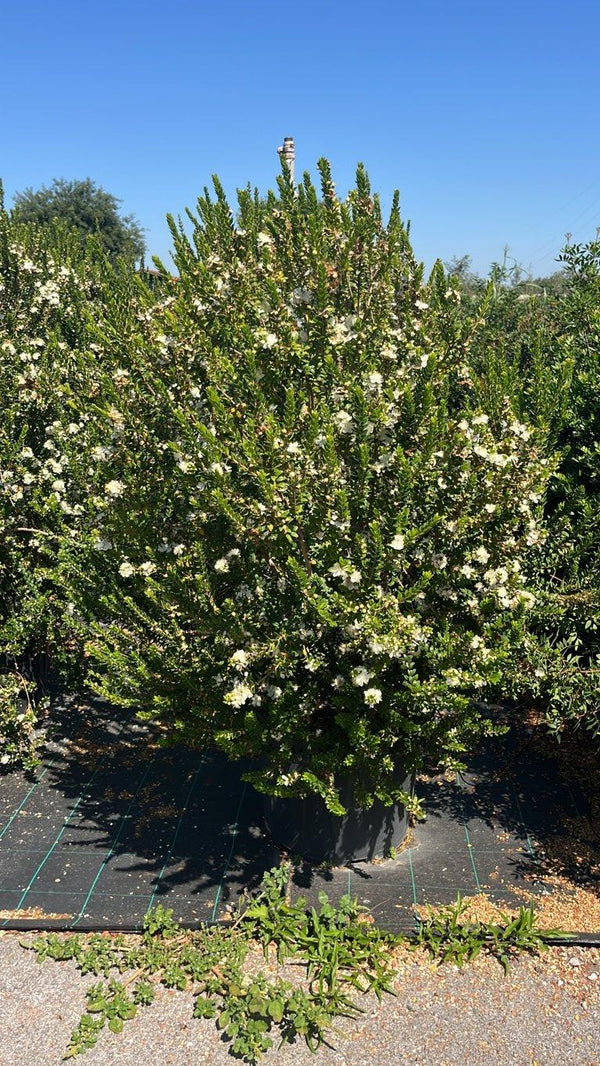 MYRTUS COMMUNIS TARENTINA